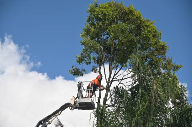 How Our Tree Care Process Works  in  Crawford, GA